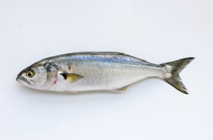 Rüyada bir tabakta lüfer görmek, rüyada lüfer balığının taze olduğunu hissetmek, rüyada lüferi ızgarada pişirmek ve rüyada denizde lüfer sürüsünü izlemek.