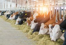 Rüyada Mandıra Görmek Ne Anlama Gelir? Rüyada mandırada taze süt kokusunu almak, rüyada mandıranın ürünlerini incelemek, rüyada mandırada çalışan insanları izlemek ve rüyada mandırada yapılan peynirleri tatmak.