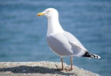 Rüyada Martı Görmek Ne Anlama Gelir? Rüyada martıların deniz üzerinde uçtuğunu görmek, rüyada martıyı yakından izlemek, rüyada martıların sessizce süzüldüğünü fark etmek ve rüyada martıların kanat çırpmasını izlemek.