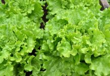 Rüyada Marul Görmek Ne Anlama Gelir? Rüyada taze marul koparmak, rüyada marul yıkarken görmek, rüyada marul salatası hazırlamak ve rüyada marulun lezzetini tatmak.