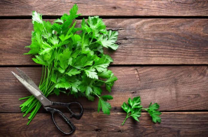 Rüyada maydanoz bahçesinde gezmek, rüyada maydanozları toplamak, rüyada taze maydanoz almak ve rüyada maydanozu yemek için kullanmak.