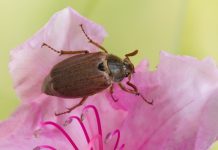 Rüyada Mayıs Böceği Görmek Ne Anlama Gelir? Rüyada mayıs böceğinin uçtuğunu görmek, rüyada mayıs böceği sesine dikkat etmek, rüyada mayıs böceğini izlemek ve rüyada mayıs böceğinin yakalanmasından sonra özgürlüğe bırakılması.