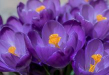 Rüyada Menekşe Görmek Ne Anlama Gelir? Rüyada menekşenin renkli çiçeklerini görmek, rüyada menekşeyi sulamak, rüyada menekşe kokusunu hissetmek ve rüyada menekşe bahçesinde dolaşmak.