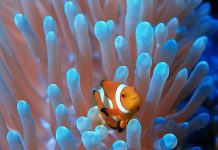 Rüyada Mercan Balığı Görmek Ne Anlama Gelir? Rüyada mercan balığının denizin derinliklerinde yüzdüğünü izlemek, rüyada mercan balığıyla birlikte denizde gezinmek, rüyada mercan balığının canlı renklerini görmek ve rüyada mercan balığının sizi izlediğini fark etmek.