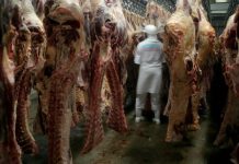 Rüyada Mezbaha Görmek Ne Anlama Gelir? Rüyada mezbahadaki hayvanları görmek, rüyada mezbahada etlerin işlenişini izlemek, rüyada mezbahada bir kesim işlemi gerçekleştirilmesi ve rüyada mezbahada gergin bir ortamda olmak.