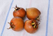 Rüyada Muşmula Görmek Ne Anlama Gelir? Rüyada muşmula toplarken görmek, rüyada muşmula ağacına bakmak, rüyada muşmula yiyerek tat almak ve rüyada olgunlaşmış muşmulaları görmek.