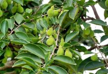 Rüyada Öd Ağacı Görmek Ne Anlama Gelir? Rüyada öd ağacıyla bağlantılı bir huzur bulmak, rüyada öd ağacının meyvelerini toplamak, rüyada öd ağacının etrafında bir değişiklik yaşamak ve rüyada öd ağacının sağladığı manevi faydaları hissetmek.