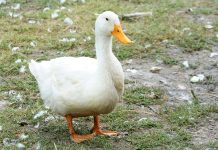 Rüyada Ördek Görmek Ne Anlama Gelir? Rüyada ördek görmek. Rüyada ördek kovalamak, yakalamak. Rüyada ördek yavrusu.