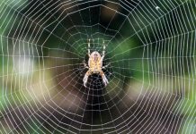 Rüyada Örümcek Görmek Ne Anlama Gelir? Rüyada örümceğin ağını görmek, rüyada örümceklerden korkarak kaçmak, rüyada örümcek yakalamak veya öldürmek ve rüyada örümceklerin sembolize ettiği korkuları hissetmek.