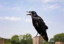 Rüyada Ötmek Ne Anlama Gelir? Rüyada bir kuşun ötmesiyle bir haber almak, rüyada kendisinin ötmesiyle duygusal bir rahatlık hissetmek, rüyada ötme sesini duyarak bir değişim yaşamak ve rüyada ötmenin ruhsal anlamı.