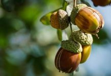 Rüyada Meşe Palamudu Görmek Ne Anlama Gelir? Rüyada meşe palamudu görmek. Rüyada meşe palamudu toplamak. Rüyada meşe palamudu yemek.