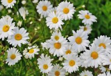 Rüyada Papatya Görmek Ne Anlama Gelir? Rüyada papatya toplamak, rüyada papatya bahçesi görmek, rüyada papatya koklamak vb. rüya tabirleri.