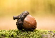 Rüyada Pelit Görmek Ne Anlama Gelir? Rüyada meşe palamudu toplamak, rüyada pelit yemek, rüyada pelit ağacı görmek vb. rüya tabirleri.