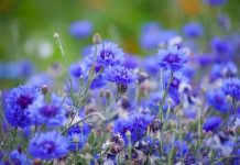 Rüyada Peygamber Çiçeği Görmek Ne Anlama Gelir? Rüyada mavi peygamber çiçeği toplamak, rüyada peygamber çiçeği sulamak, rüyada solmuş peygamber çiçeği görmek vb. rüya tabirleri.