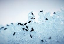 Rüyada Pire Görmek Ne Anlama Gelir? Rüyada pire görmek, rüyada pire öldürmek, rüyada pirelerin yatağa yayılması, rüyada pire kovalamak vb. rüya tabirleri.