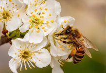 Rüyada Polen Görmek Ne Anlama Gelir? Rüyada polen görmek, çiçeklerden polen almak, polenle ilgili bir sorun yaşamak, polenlerin uçuştuğunu görmek vb. rüya tabirleri.