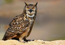 Rüyada Puhu Kuşu Görmek Ne Anlama Gelir? Rüyada puhu kuşu görmek, puhu kuşunun gece uçtuğunu görmek, puhu kuşu sesi duymak, puhu kuşuyla ilgili bir mesaj almak vb. rüya tabirleri.