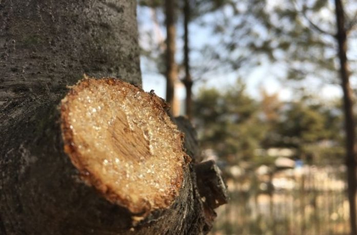 Reçineyi koklamak, reçineyle ilgili bir şey yapmak, reçineyi saklamak vb. rüya tabirleri.