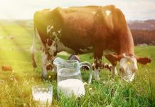 Rüyada Sağmak Görmek Ne Anlama Gelir? Rüyada sağmak görmek, süt sağmak, sağma işlemi sırasında huzur bulmak, sağmakla ilgili bir sorun yaşamak vb. rüya tabirleri.