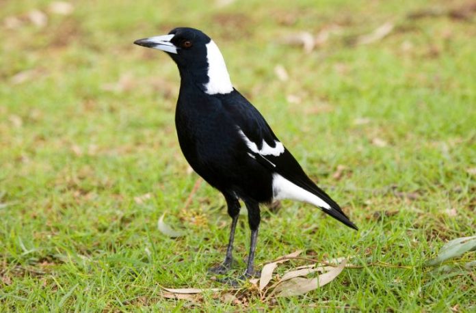 Rüyada saksağan kuşunun sesini duymak, saksağan kuşuyla bir etkileşim yaşamak, saksağanla ilgili bir uyarı almak vb. rüya tabirleri.