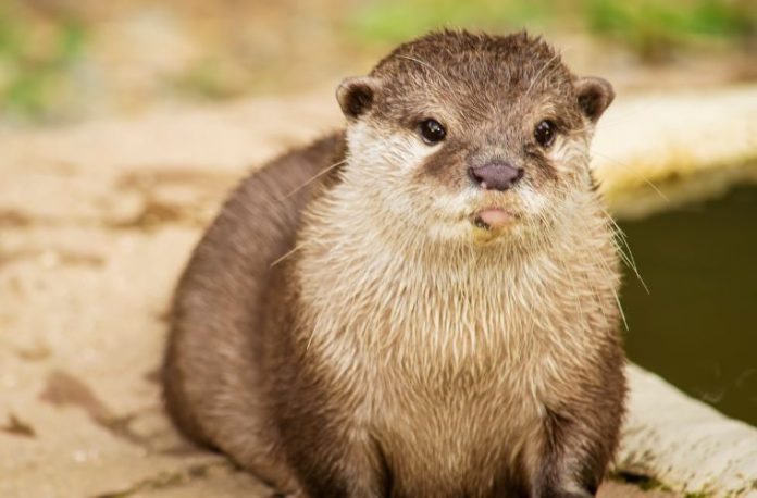 Rüyada samurun varlığını gözlemlemek, rüyada samur davranışlarını takip etmek, rüyada samurun özelliklerini değerlendirmek vb. rüya tabirleri.