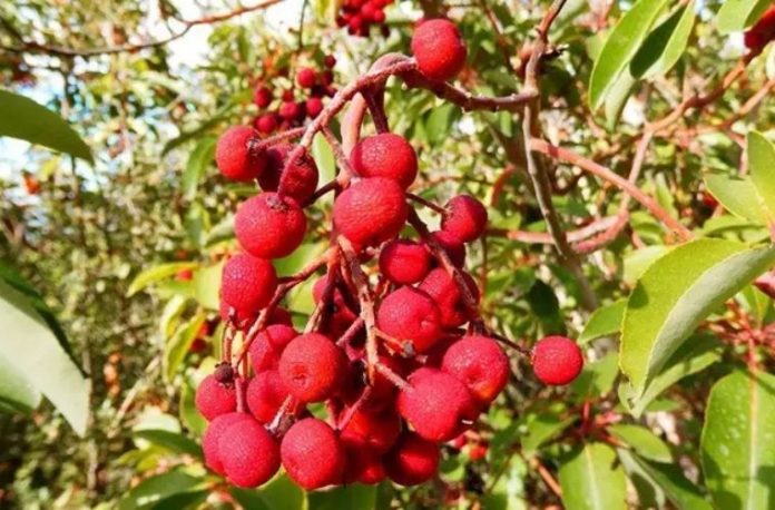 Rüyada sandal ağacı görmek, rüyada sandal ağacının kokusunu almak, rüyada sandal ağacı yaprakları görmek, rüyada sandal ağacının altında oturmak vb. rüya tabirleri.