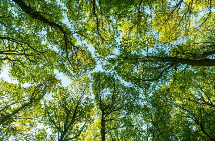Rüyada sayvan görmek, rüyada bir bahçede sayvanın altında oturmak, rüyada büyük veya küçük bir sayvan görmek vb. rüya tabirleri.