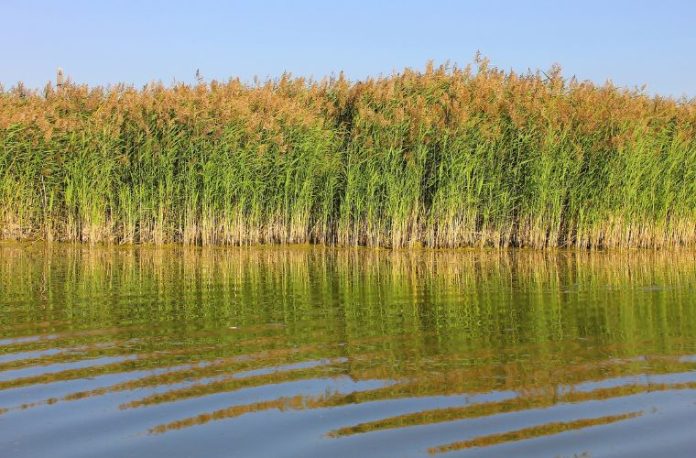 Rüyada sazlık görmek, rüyada bir göl veya nehir kenarında sazlıklar arasında yürümek, rüyada sazlıkta saklanmak vb. rüya tabirleri.