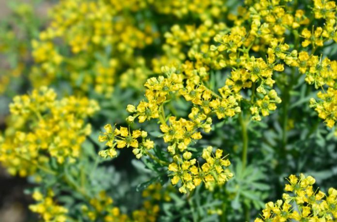 Rüyada sedef otu görmek, rüyada sedef otu yapraklarını koparmak, rüyada sedef otu bahçesi görmek, rüyada sedef otu ile ilaç yapmak.