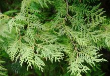 Rüyada Sedir Ağacı Görmek Ne Anlama Gelir? Rüyada sedir ağacı görmek, rüyada sedir ağacının gölgesinde dinlenmek, rüyada sedir ormanı içinde yürümek, rüyada sedir ağacından yapılmış eşyalar görmek vb. rüya tabirleri.