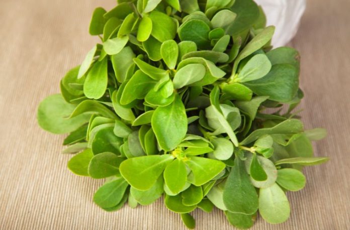 Rüyada semizotu görmek, rüyada semizotu bahçesi görmek, rüyada semizotu toplamak, rüyada semizotu yemeği yapmak veya yemek vb. rüya tabirleri.