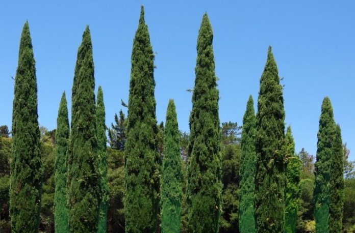 Rüyada servi görmek, rüyada uzun ve yeşil servi ağaçları görmek, rüyada servi ağacı altında oturmak, rüyada servi ormanında yürümek vb. rüya tabirleri.