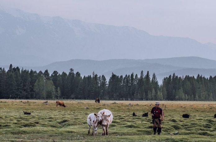 Rüyada sığır çobanı görmek, rüyada çobanın sığırları otlattığını izlemek, rüyada çobanlık yapmak, rüyada sığır sürüsünün peşinden gitmek.