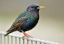 Rüyada Sığırcık Görmek Ne Anlama Gelir? Rüyada sığırcık görmek, rüyada gökyüzünde sığırcık sürüsü izlemek, rüyada bir sığırcık kuşunu elinde tutmak, rüyada sığırcık sesi duymak.