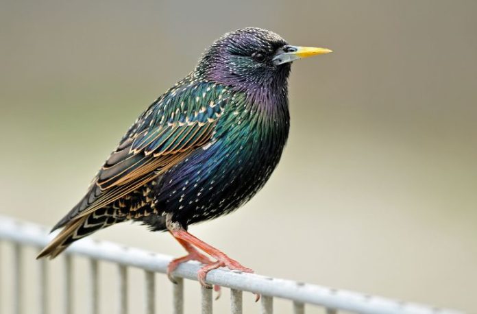 Rüyada sığırcık görmek, rüyada gökyüzünde sığırcık sürüsü izlemek, rüyada bir sığırcık kuşunu elinde tutmak, rüyada sığırcık sesi duymak.