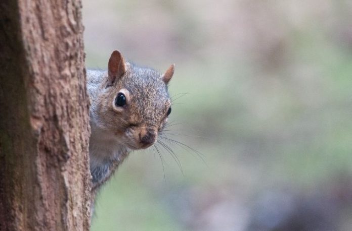Rüyada sincap görmek, rüyada bir sincabın ağaç dallarında gezindiğini izlemek, rüyada sincapla oyun oynamak vb. rüya tabirleri.