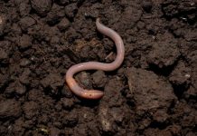 Rüyada Solucan Görmek Ne Anlama Gelir? Rüyada solucan görmek, rüyada toprakta solucan görmek, rüyada solucan ezmek, rüyada vücuttan solucan çıktığını görmek vb. rüya tabirleri.