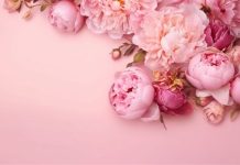 Rüyada Şakayık Görmek Ne Anlama Gelir? Rüyada pembe şakayık çiçeği görmek, şakayık toplamak, solmuş ya da canlı şakayıkları incelemek vb. rüya tabirleri.