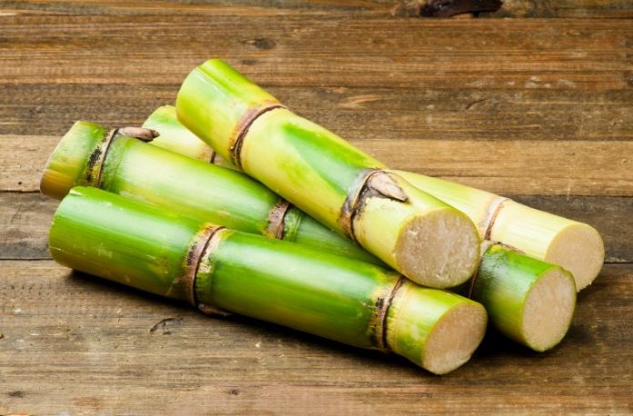 Rüyada şeker kamışı yemek, taze şeker kamışı görmek, şeker kamışı suyu içmek, elinde şeker kamışı tutmak vb. rüya tabirleri.