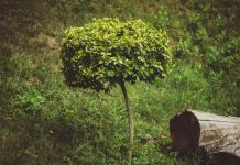 Rüyada Şimşir Görmek Ne Anlama Gelir? Rüyada şimşir görmek, rüyada düzenli kesilmiş şimşir çalıları görmek, rüyada şimşir bahçesinde yürümek, rüyada şimşir dalını koparmak vb. rüya tabirleri.