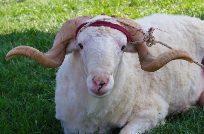 Rüyada şükür kurbanı görmek, rüyada bir adak ya da şükür için kurban kesmek, rüyada kurban eti paylaşmak, rüyada kurbanlık hayvan almak.