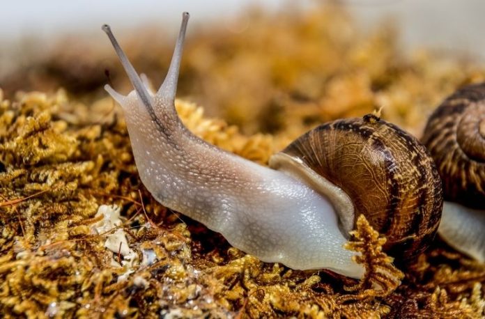 Rüyada yavaşça ilerleyen bir böceği izlemek, rüyada sümüklü böceğe basmak, rüyada evde sümüklü böcek görmek vb. rüya tabirleri.