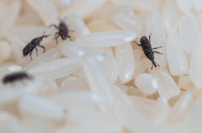 Rüyada tahıl biti görmek, rüyada un veya buğdayda küçük böcekler fark etmek, rüyada tahılları ayıklamak, rüyada tahıl bitinin çoğaldığını görmek.