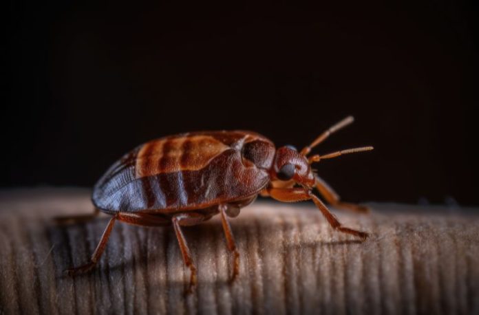 Rüyada tahtakurusu görmek, rüyada yatakta veya duvarda tahtakurusu ile karşılaşmak, rüyada tahtakurusu tarafından ısırıldığını hissetmek.