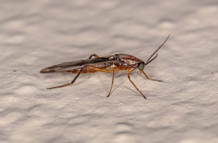 Rüyada tatarcık sineği görmek, sinekleri kovalamak, sürekli rahatsız eden küçük canlılarla uğraşmak, ortamda huzursuzluk hissetmek vb. rüya tabirleri.
