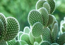 Rüyada Tavşankulağı Görmek Ne Anlama Gelir? Rüyada tavşankulağı otu görmek, bu bitkiyi yemek ya da kurutmak, şifa amacıyla kullanmak vb. rüya tabirleri.