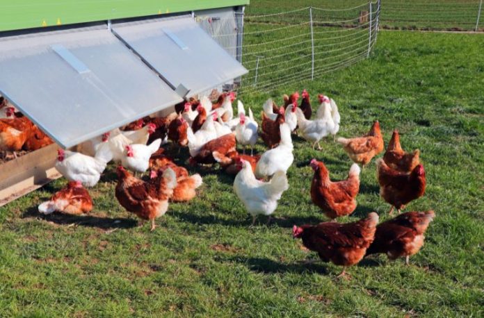 Rüyada tavuk çiftliği gezmek, kümeste yumurta toplamak, tavuklara yem vermek, kalabalık hayvan grubuyla karşılaşmak vb. rüya tabirleri.
