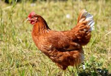 Rüyada Tavuk Görmek Ne Anlama Gelir? Rüyada beyaz ya da siyah tavuk görmek, tavukların yumurtladığını izlemek, tavuklarla ilgilenmek, tavuk sesleri duymak vb. rüya tabirleri.