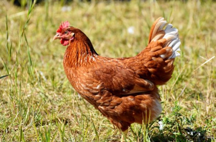 Rüyada beyaz ya da siyah tavuk görmek, tavukların yumurtladığını izlemek, tavuklarla ilgilenmek, tavuk sesleri duymak vb. rüya tabirleri.