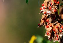 Rüyada Tesbih Ağacı Görmek Ne Anlama Gelir? Rüyada tesbih ağacına dokunmak, rüyada meyvesi tesbih olan ağaç görmek, rüyada ağaçtan düşen tesbih toplamak.